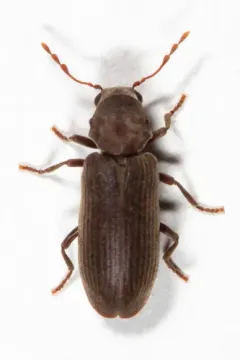 Microbregma emarginatum thumbnail 2