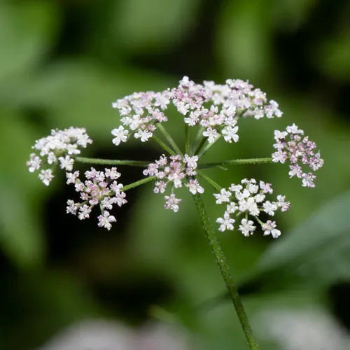 upright hedge-parsley
