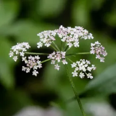 upright hedge-parsley thumbnail 1