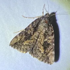 Betrothed Underwing thumbnail 2