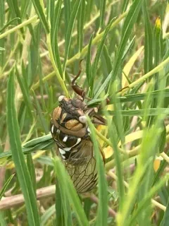 Bush Cicada thumbnail 3