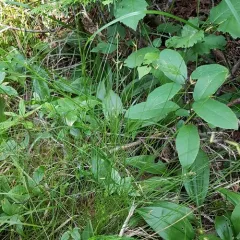 few-flowered sedge thumbnail 2
