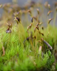 Dicranum pallidisetum thumbnail 4