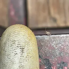 Azalea Lace Bug thumbnail 4
