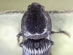 Hemicrepidius morio thumbnail 2