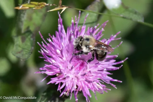 Osmia nigriventris