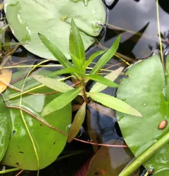 marsh mermaidweed thumbnail 1
