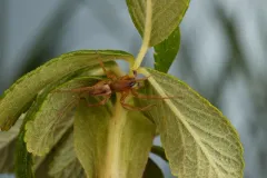 Riparian Sac Spider thumbnail 3