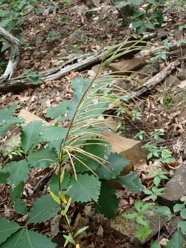 Green Rockcress