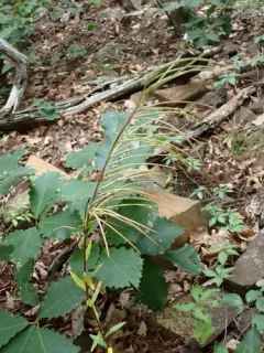 Green Rockcress thumbnail 1