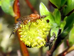 Black-banded Sapeater thumbnail 4