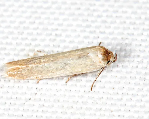 Eastern Pine Catkin Borer
