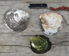 Ebonyshell thumbnail 4