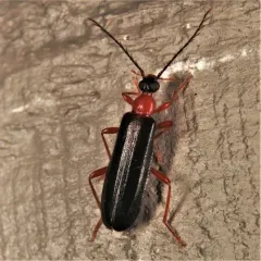 Canada Fire-colored Beetle thumbnail 3