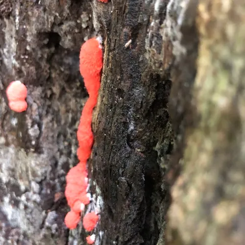Red Raspberry Slime Mold