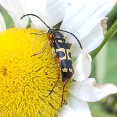 Typocerus sparsus thumbnail 1