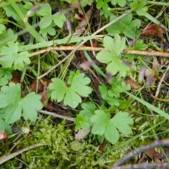 Lapland Buttercup thumbnail 2