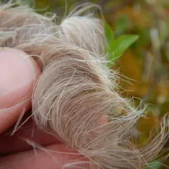Caribou thumbnail 3