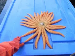 California Sun Star thumbnail 2