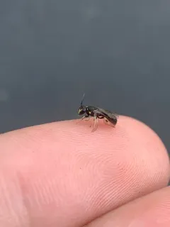 Hylaeus affinis thumbnail 2