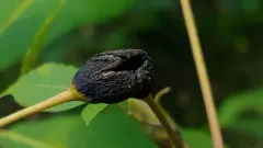 Phylloxera subelliptica thumbnail 2