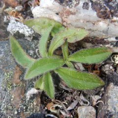 Lessing's Arnica thumbnail 2