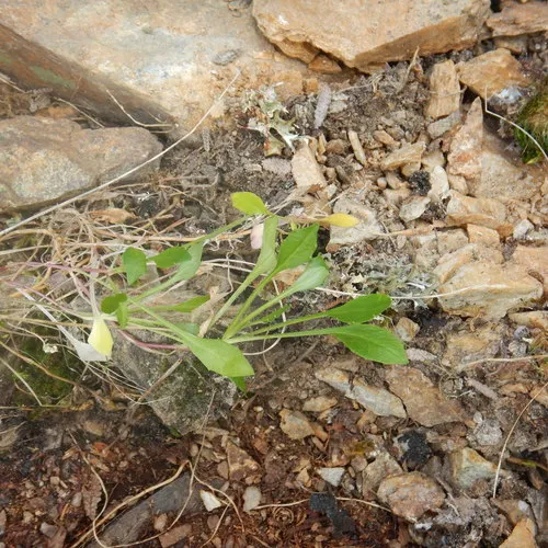 Arctic Harebell
