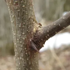 black locust thumbnail 2