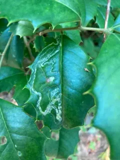 Phytomyza opacae thumbnail 2