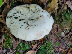 Lactifluus subvellereus thumbnail 2