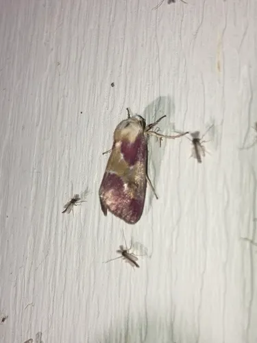 Bleeding Flower Moth