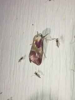 Bleeding Flower Moth thumbnail 1
