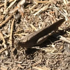 Crackling Forest Grasshopper thumbnail 3