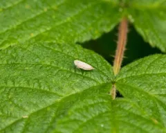 Doratura stylata thumbnail 4