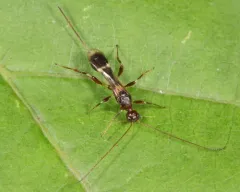 Spathius elegans thumbnail 1