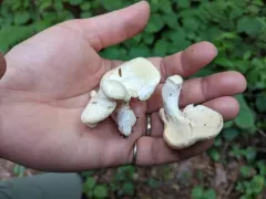 white hedgehog thumbnail 3