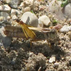 Clear-winged Grasshopper thumbnail 2