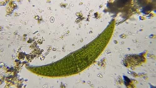 Closterium ehrenbergii