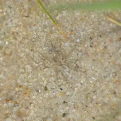 Shoreline Wolf Spider thumbnail 3