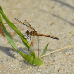 Seaside Dragonlet thumbnail 2