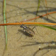 Margined Tiger Beetle thumbnail 2