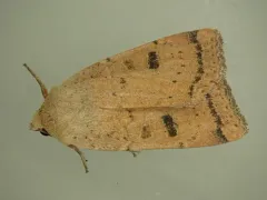 Luteous Dart thumbnail 2