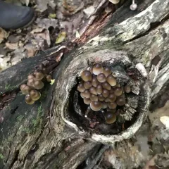 clustered bonnet thumbnail 2