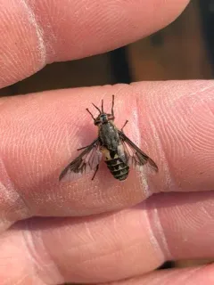 Chrysops furcatus thumbnail 1