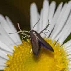 Schreckensteinia erythriella thumbnail 2