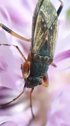 Zeridoneus costalis thumbnail 3
