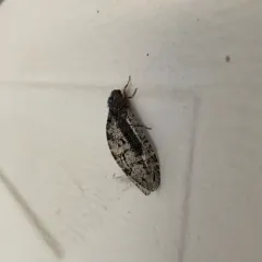 Polystoechotes punctata thumbnail 2