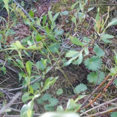 Heartleaf Saxifrage thumbnail 3