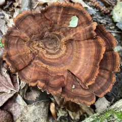 Brown Funnel Polypore thumbnail 4