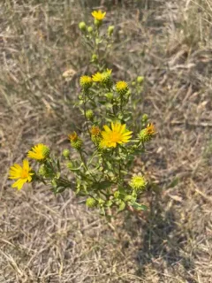Idaho Gumweed thumbnail 1